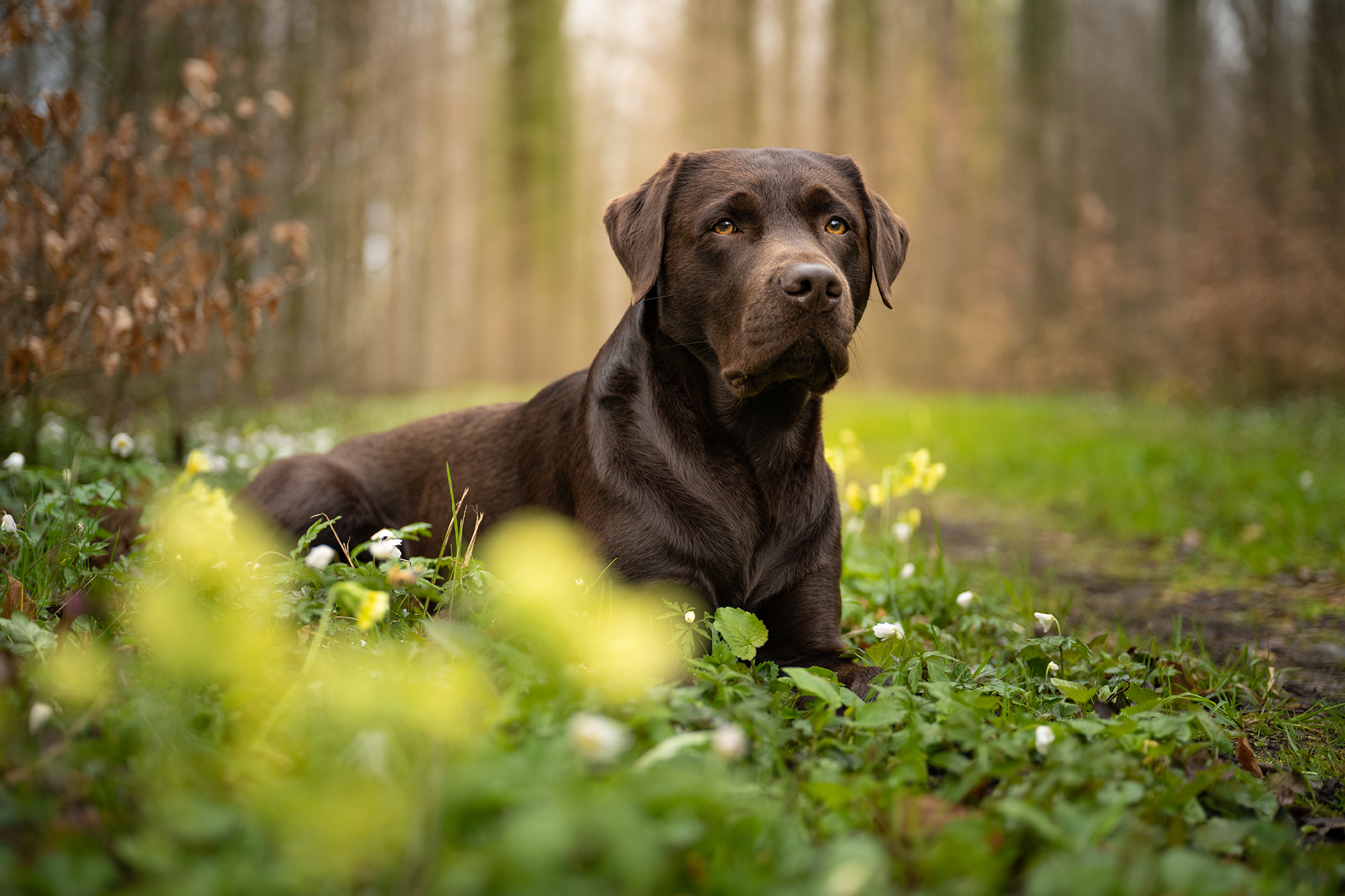 Brauner Labrador liegt im Wald auf einem Weg mit Blumen