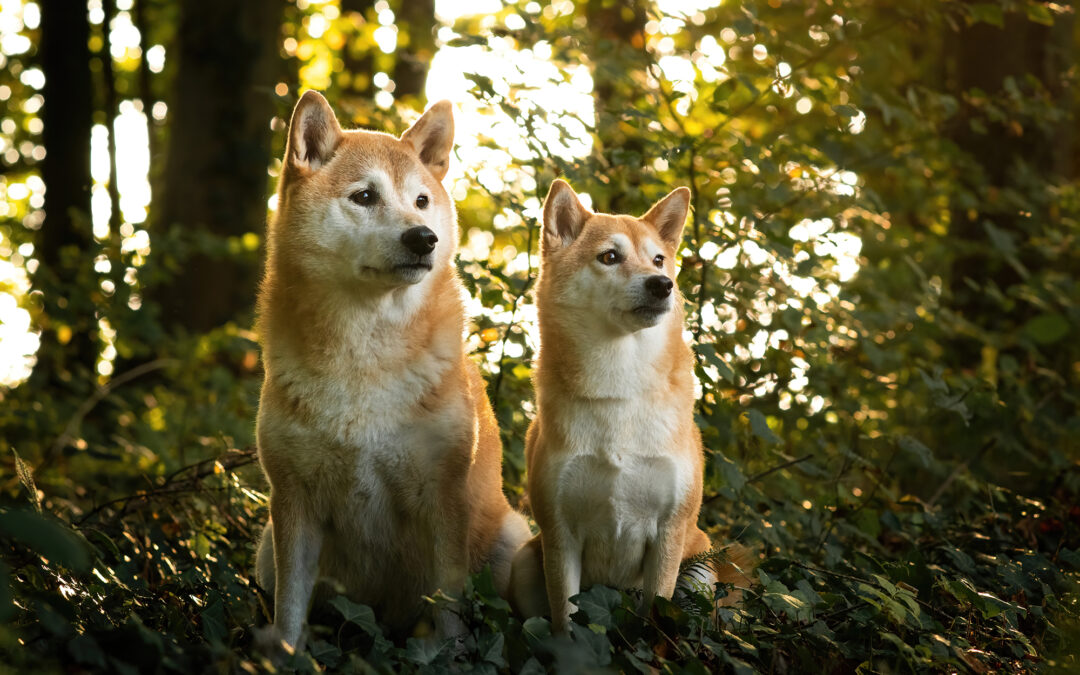 Itchy und Suki, die Geduldigen