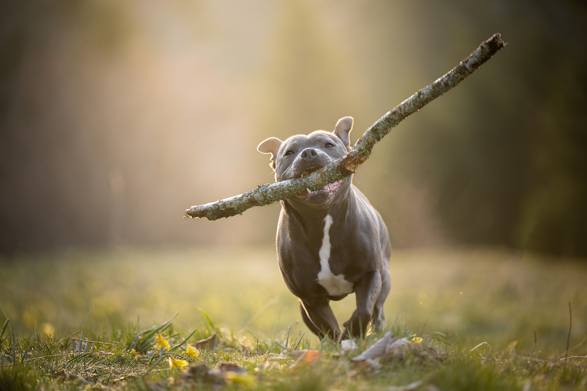 Schwarzer Schäferhund rennt durch Herbstwald