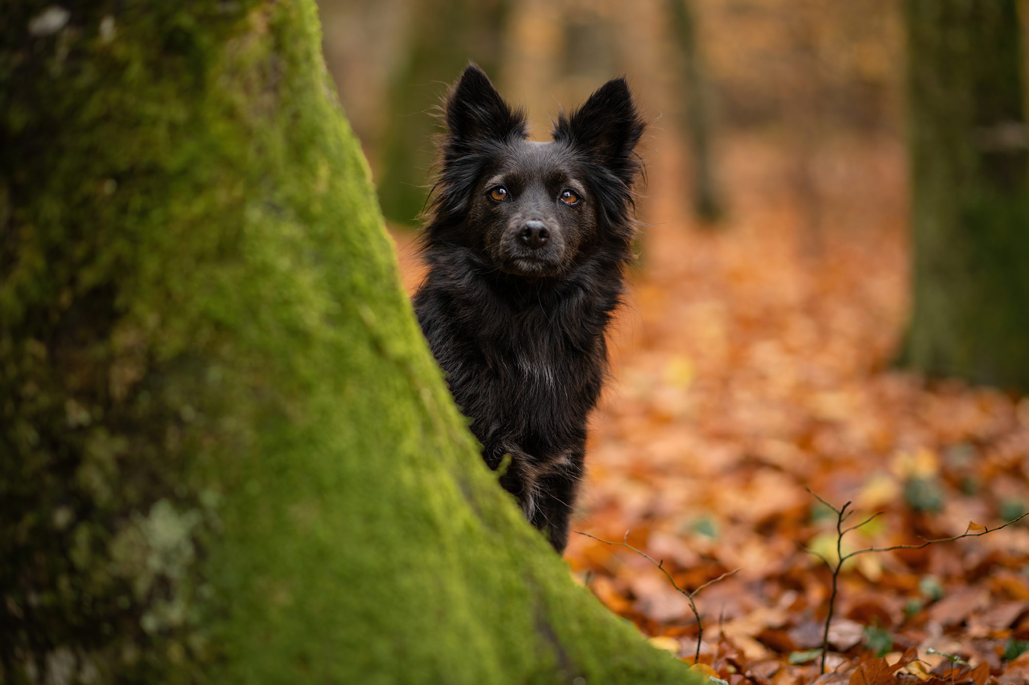 Schwarzer Mischlingshund steht im Herbstwald