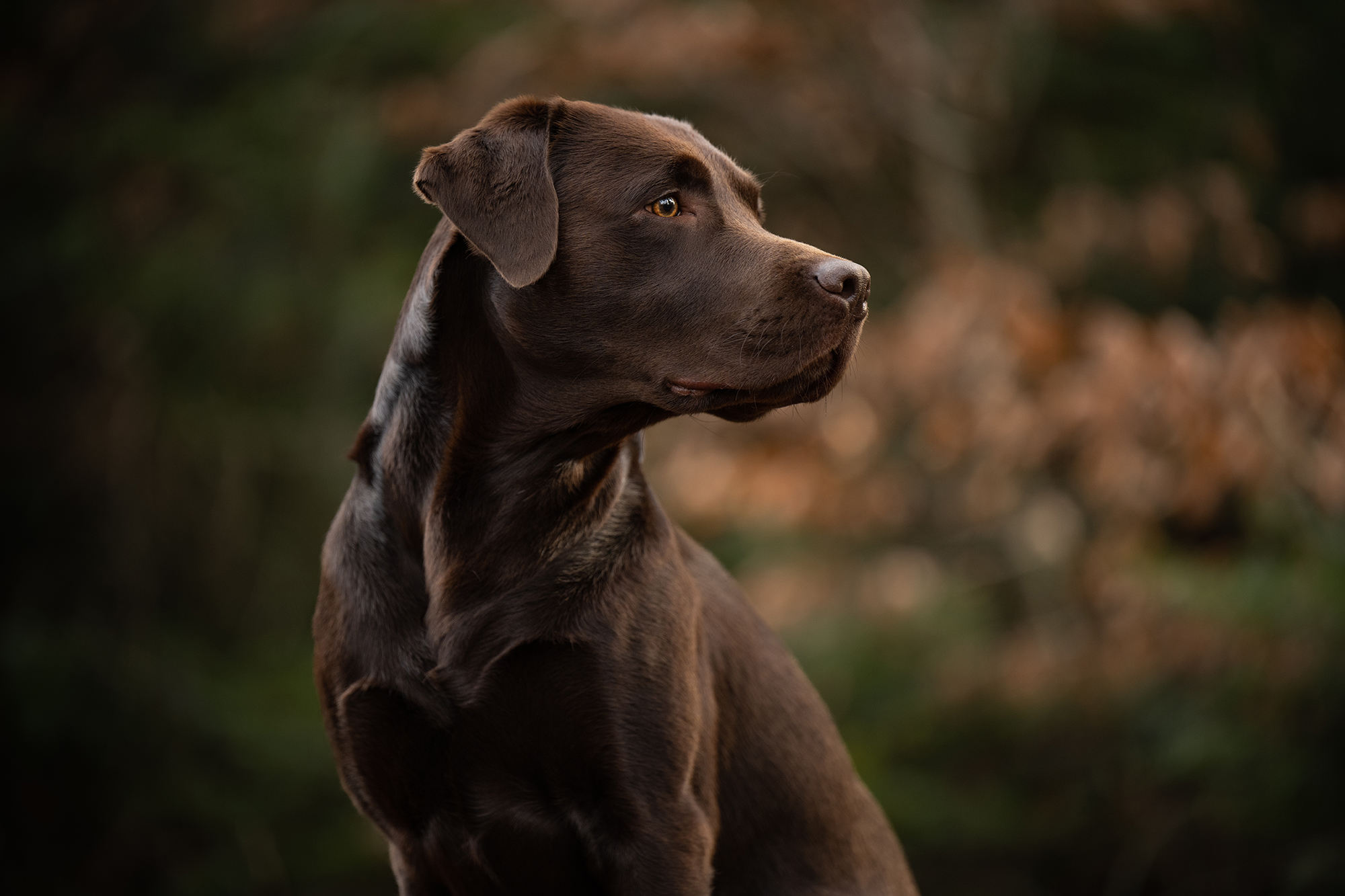 Brauner Labrador schaut aufmerksam in eine Richtung