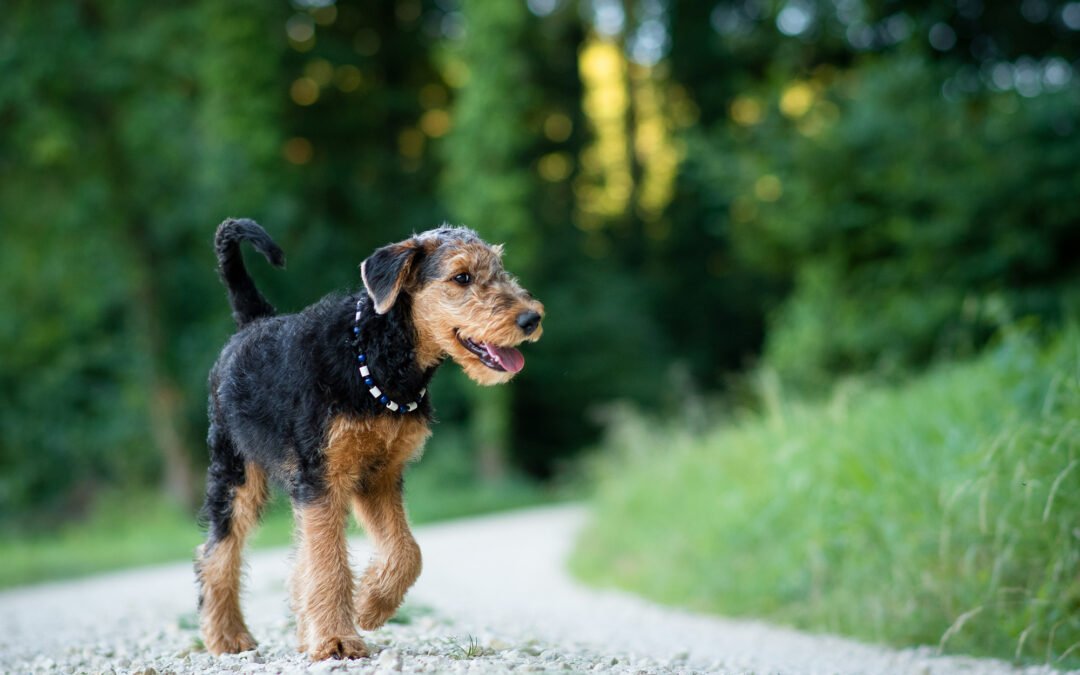 Genna, der junge Wirbelwind
