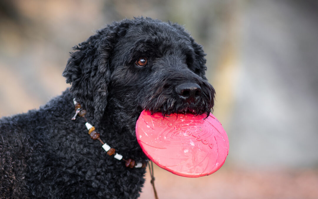 Bolero, der Frisbee-Spieler