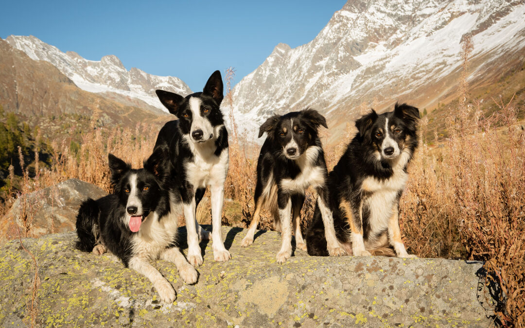 Fotosession mit mehreren Hunden