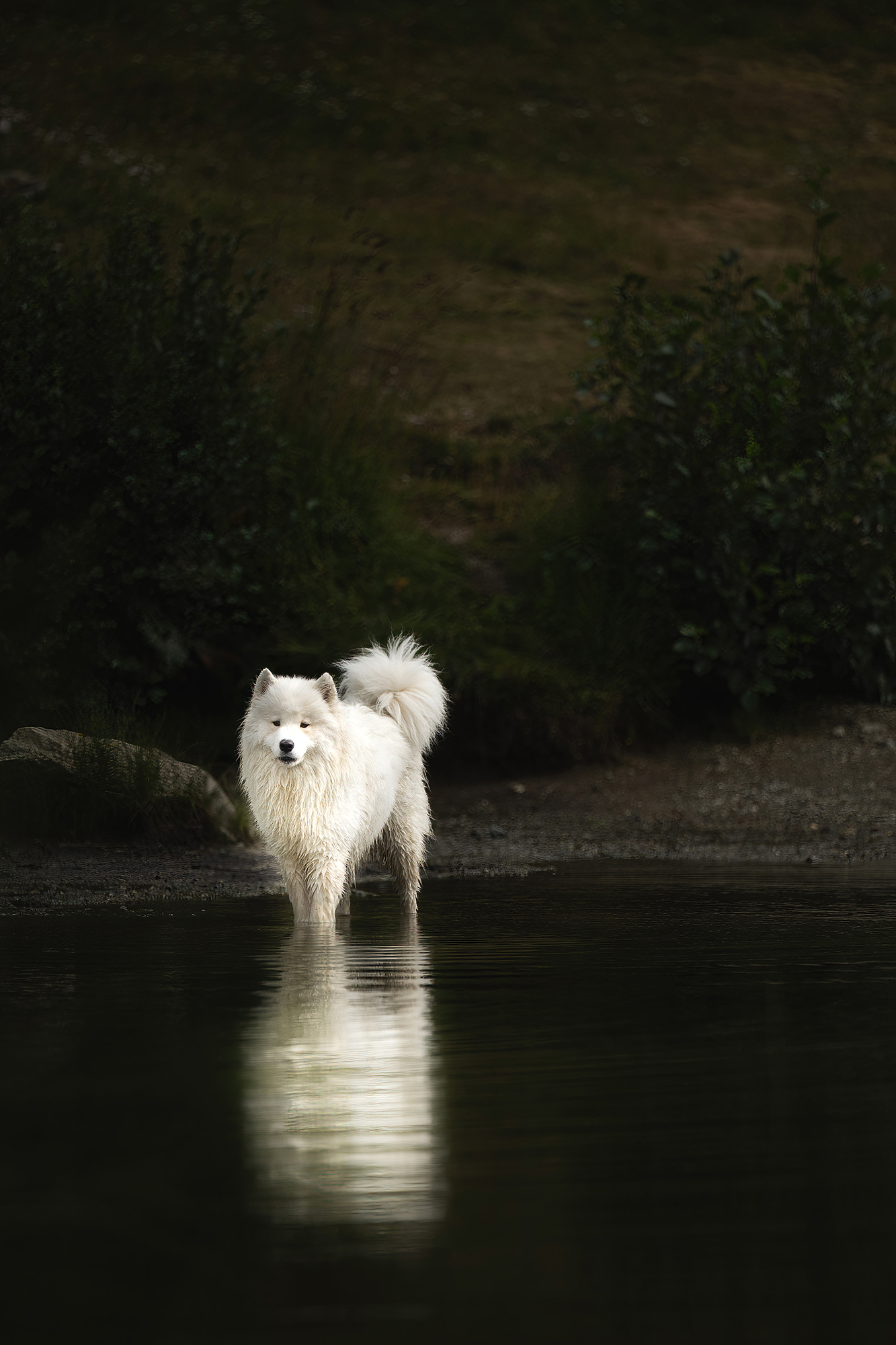 Weisser Hund mit schwarzem Hintergrund am See