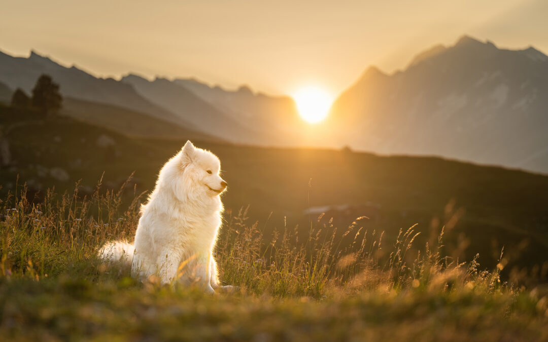 Unvergessliche Erinnerungen im Lötschental