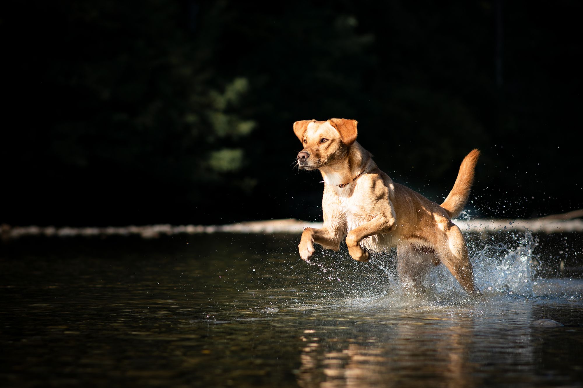 Heller Mischlingshund rennt im Wasser