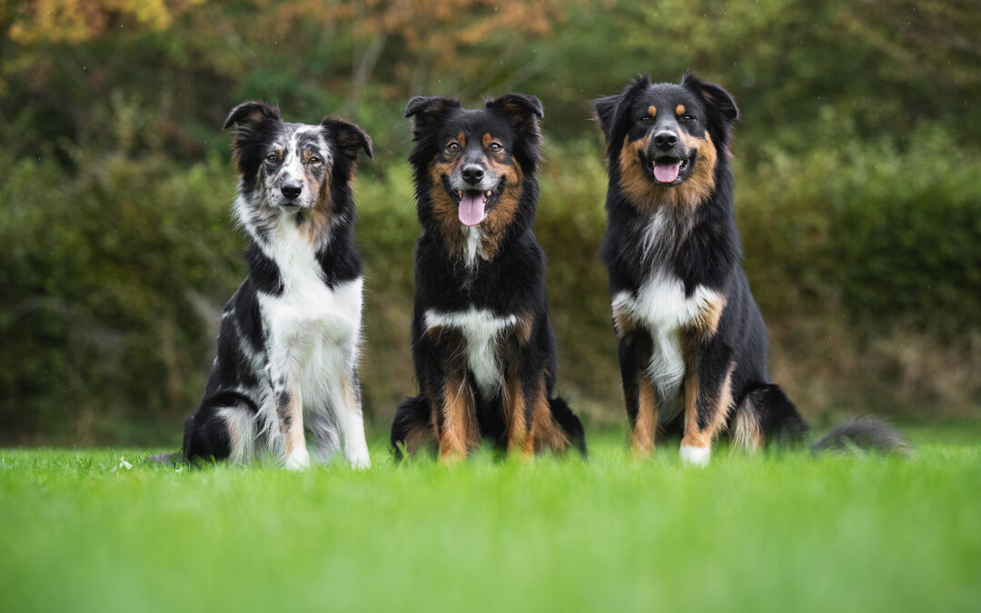 Familientreffen von australischen Schäferhunden