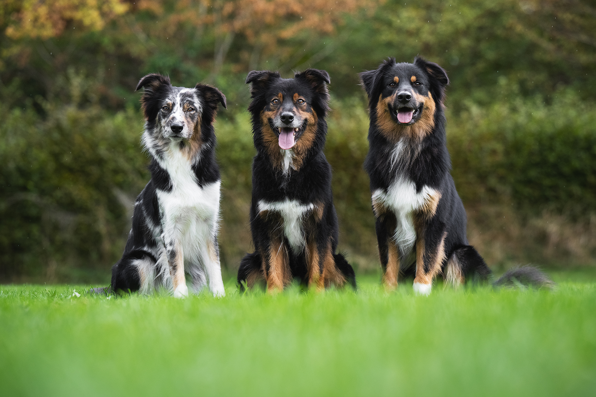 Drei australische Schäferhunde sitzen im Gras