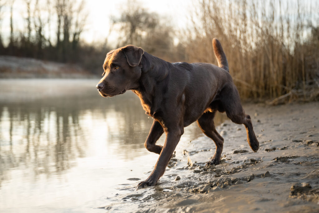 Brauner Labrador springt ins Wasser