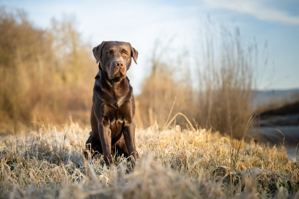 Brauner Labrador sitzt in frostiger Landschaft