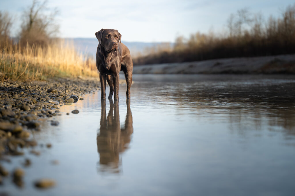 Brauner Labrador steht in der Morgensonne im Wasser