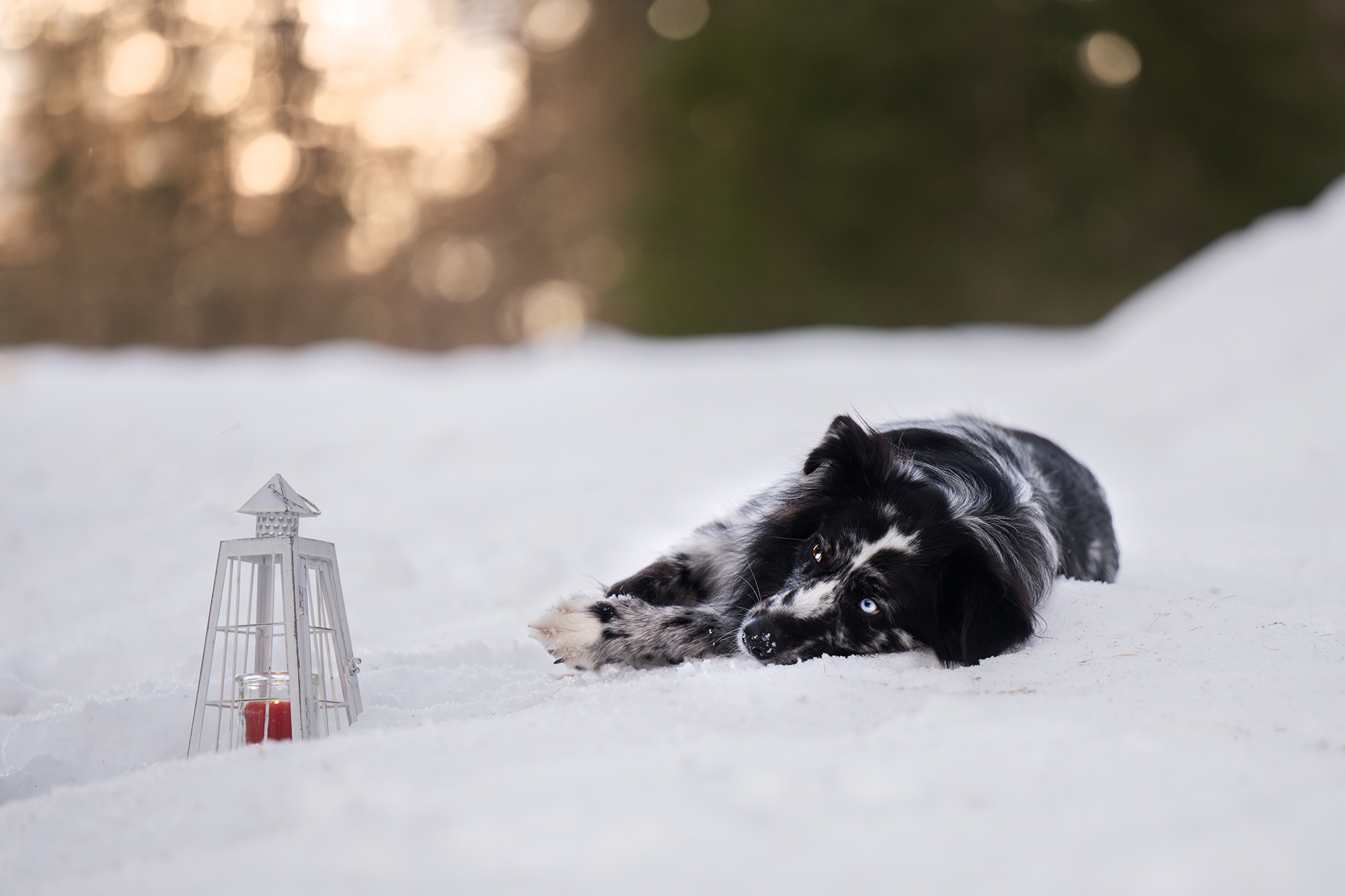 Australischer Schäferhund liegt mit Laterne im Schnee