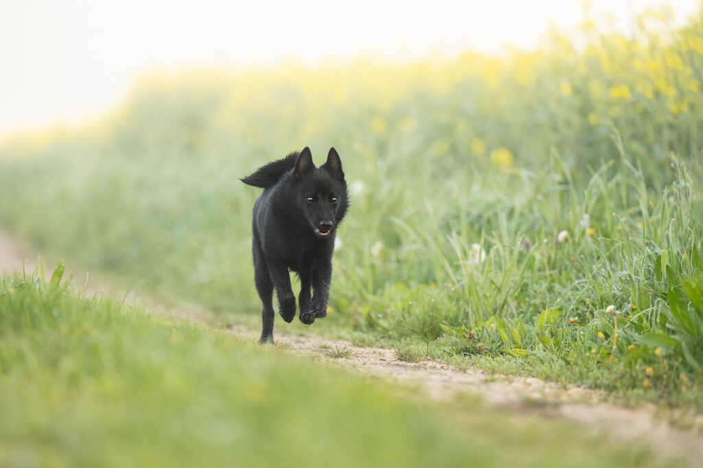 Hund rennt auf Feldweg
