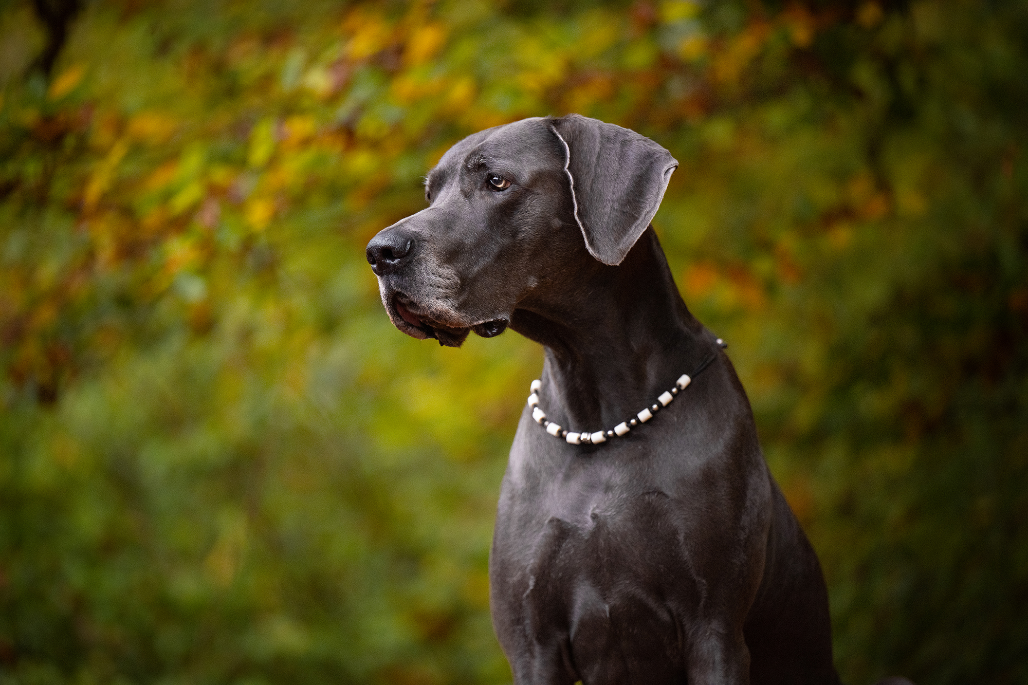 Deutsche Dogge Portrait