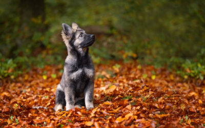 „Mein Hund macht das nie mit!“- 5 Mythen rund um die Hundefotosession