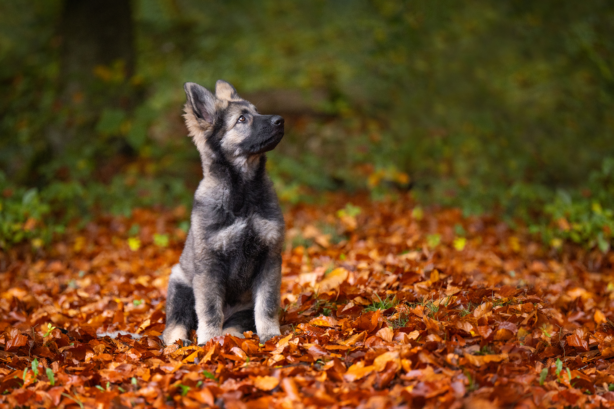 Welpe im Herbstwald