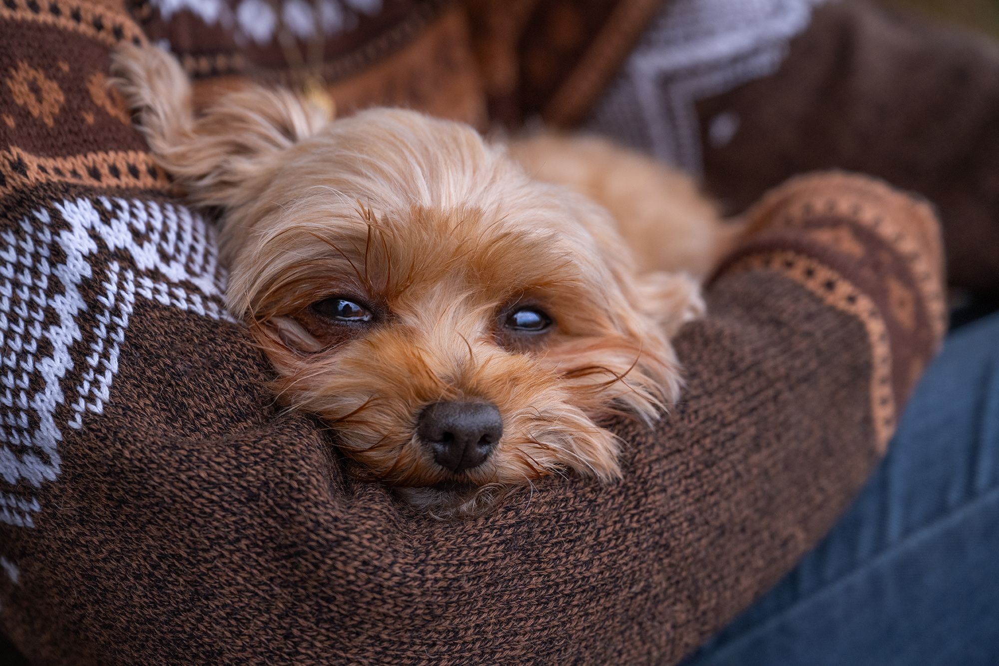 Hund liegt auf den Armen einer Frau