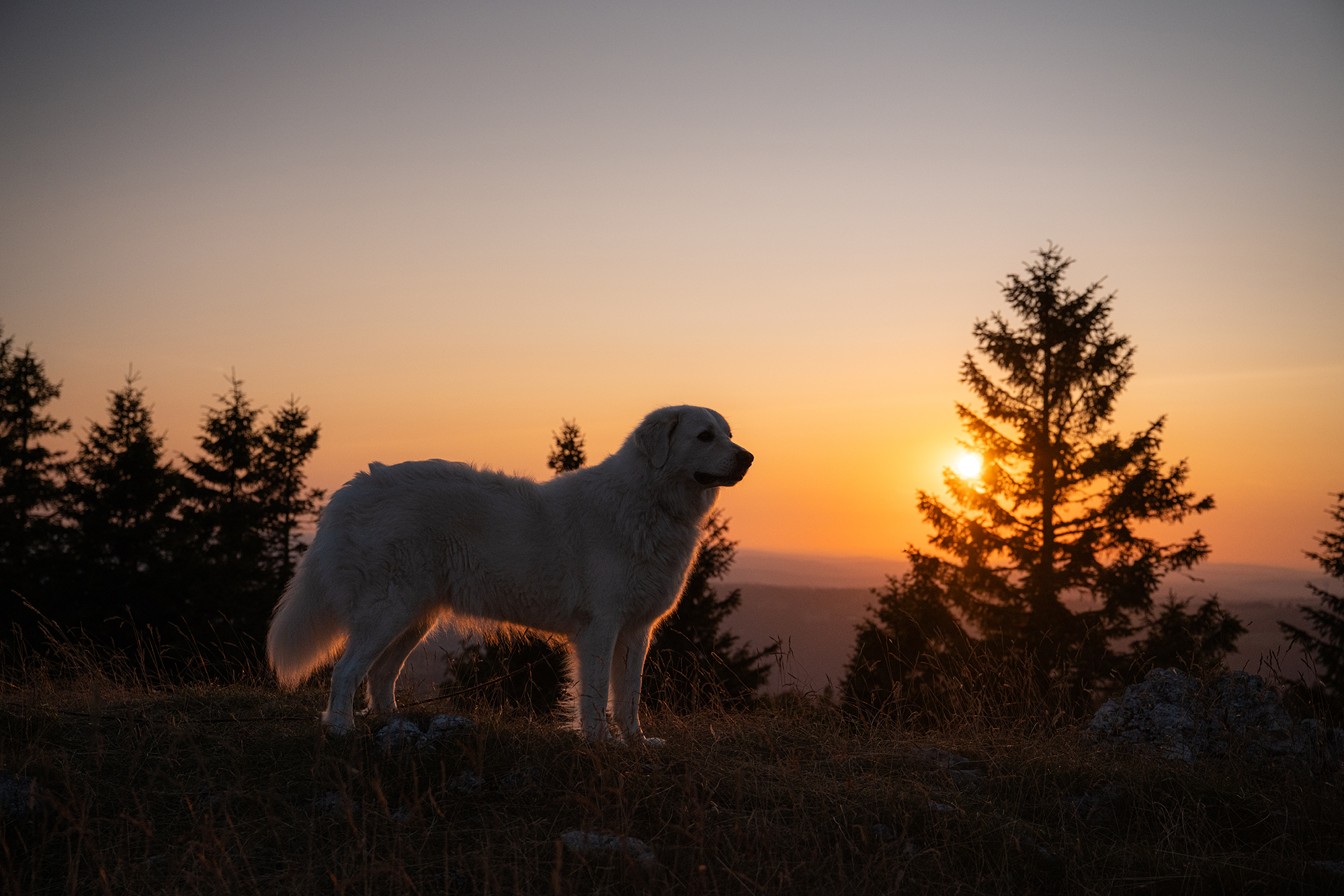 Hund vor Sonnenuntergang