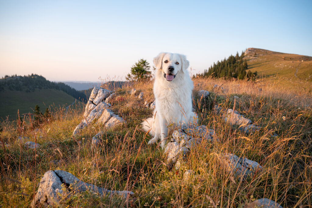 Hund sitzt im Gras