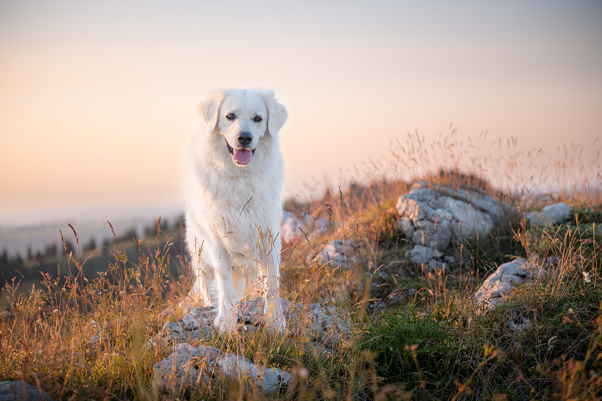 Hund vor Abendhimmel