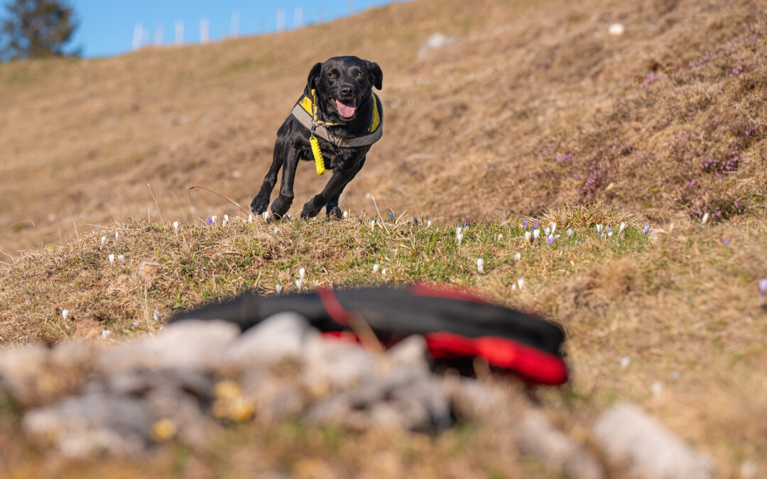 Hochkonzentriert und voller Freude: Die Arbeit der Geländesuchhunde