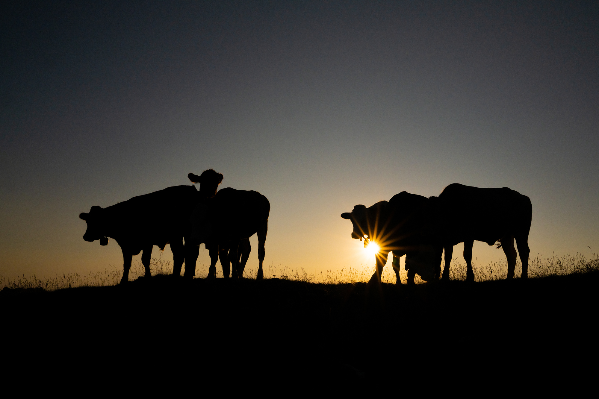 Silhouette Kühe