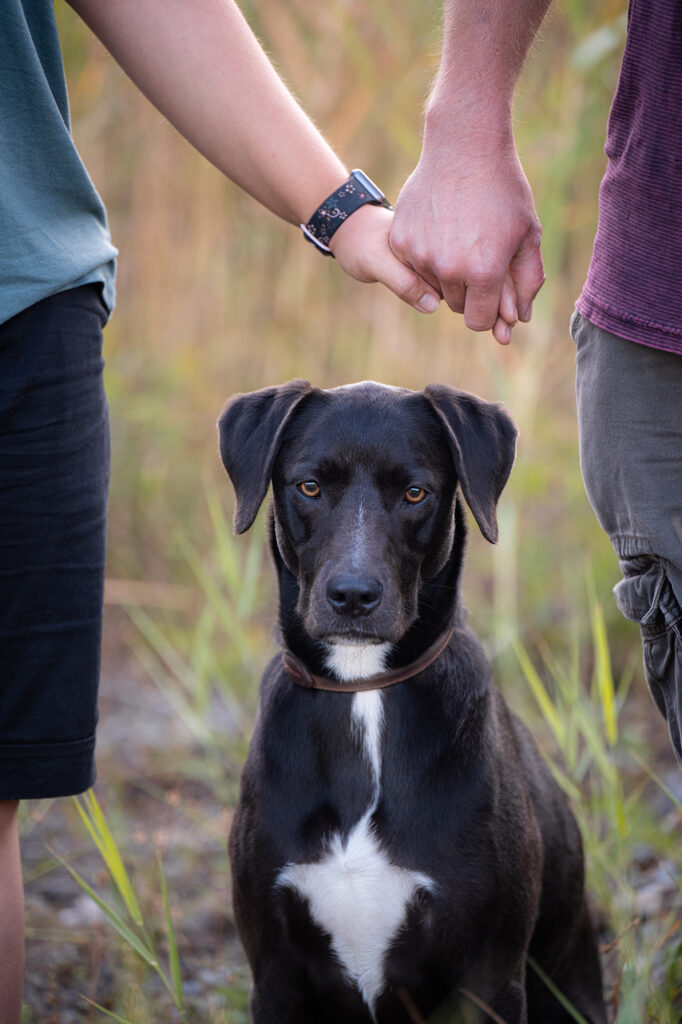 Hund und Hände von Paar