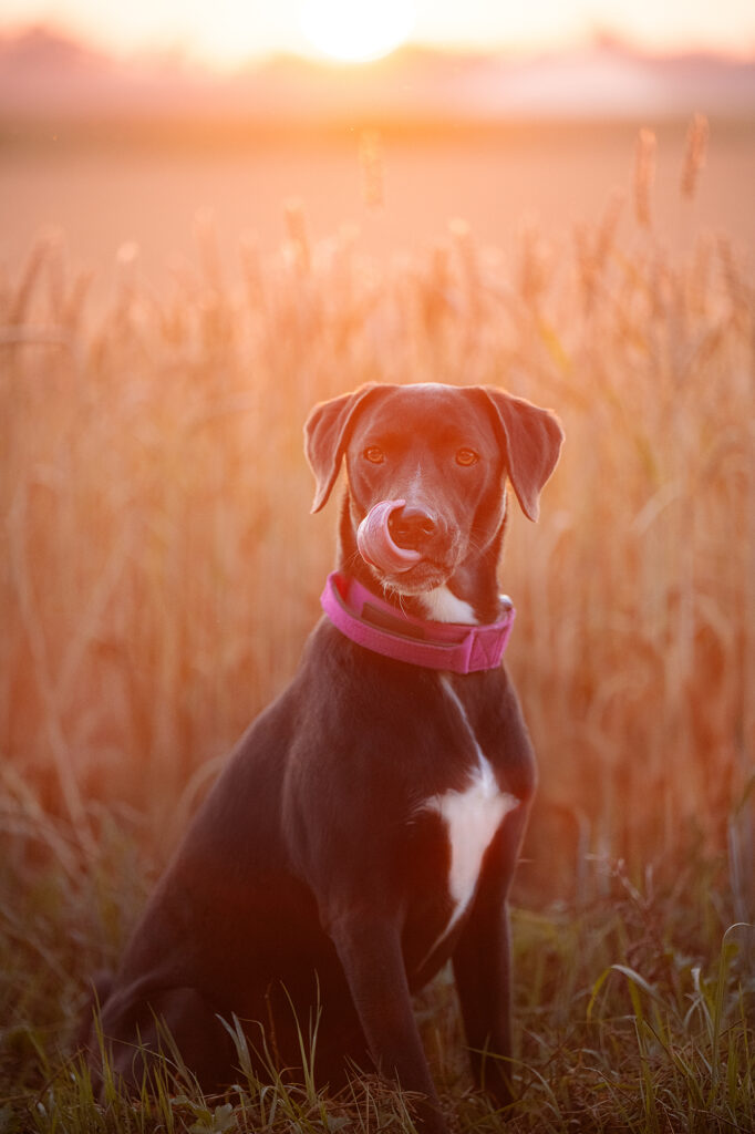 Hund mit Zunge vor dem Kornfeld im Sonnenaufgang