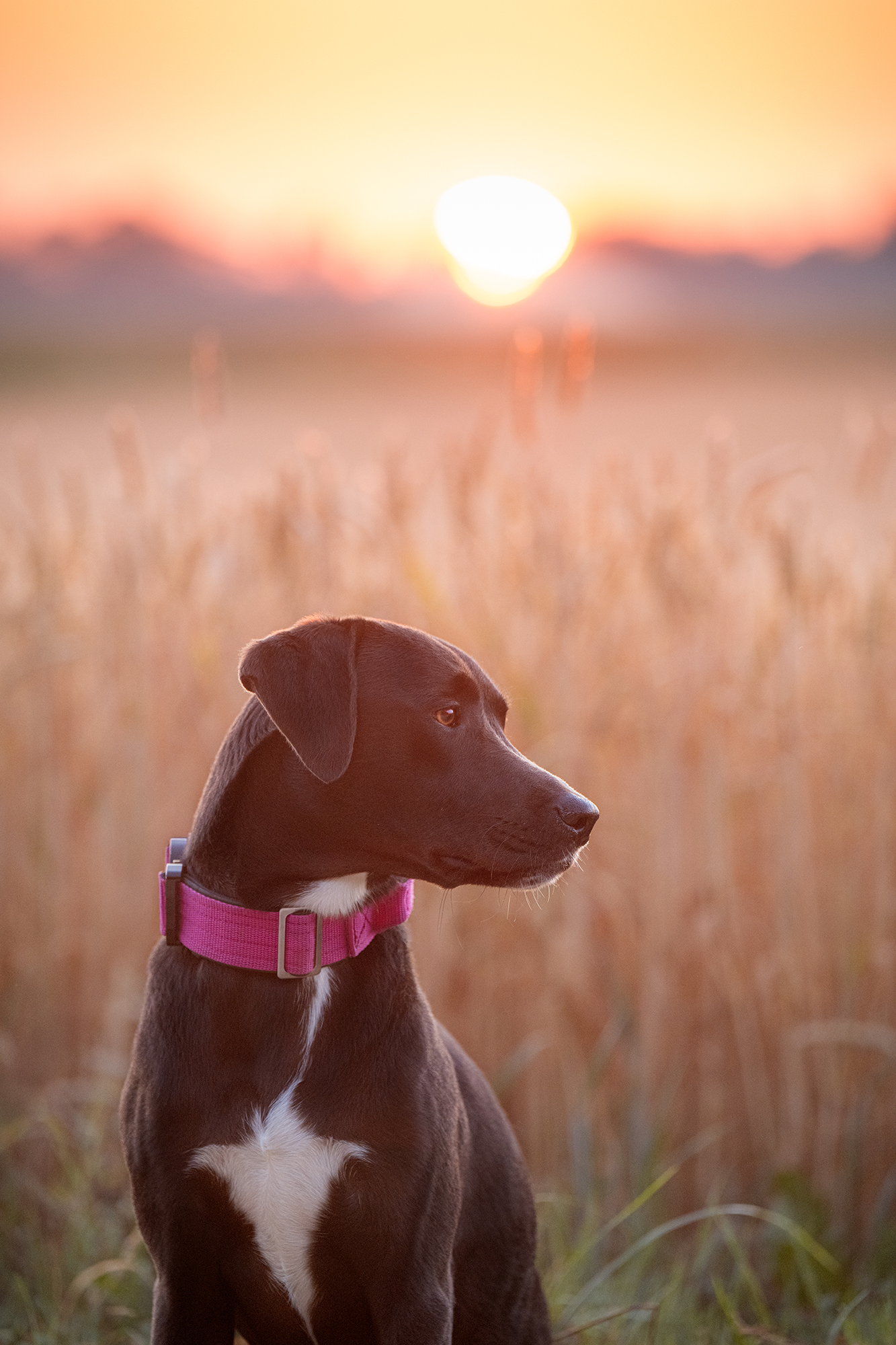 Hund vor dem Sonnenaufgang
