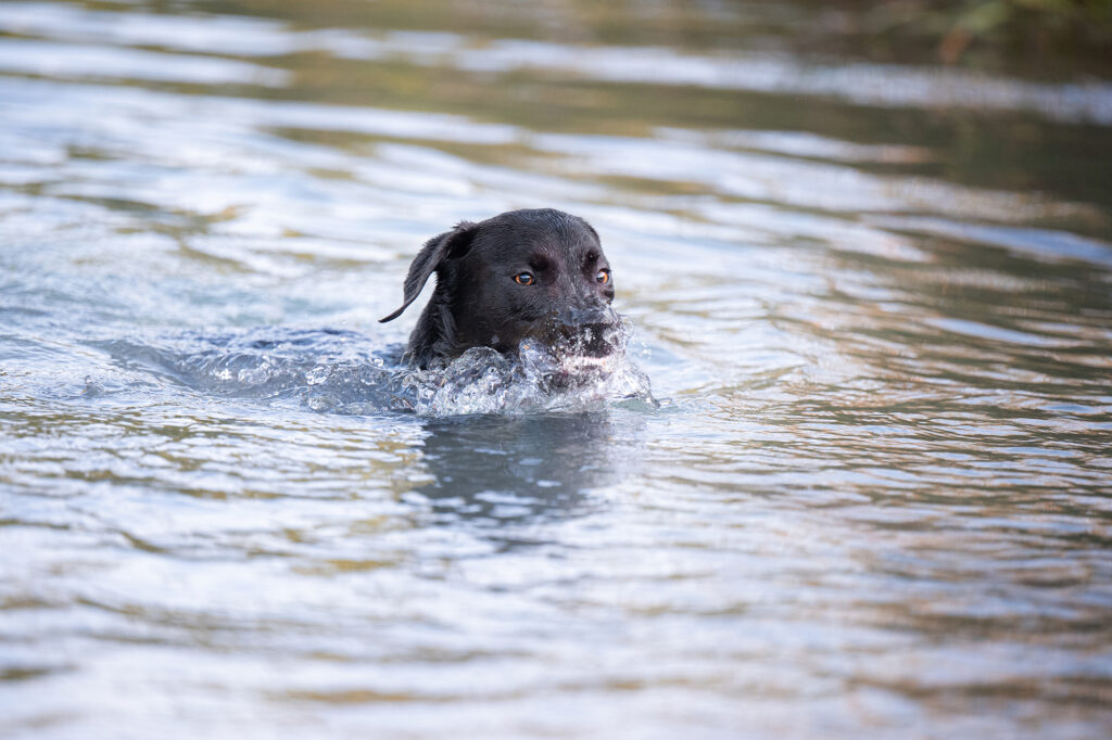 Hund schwimmt im Wasser