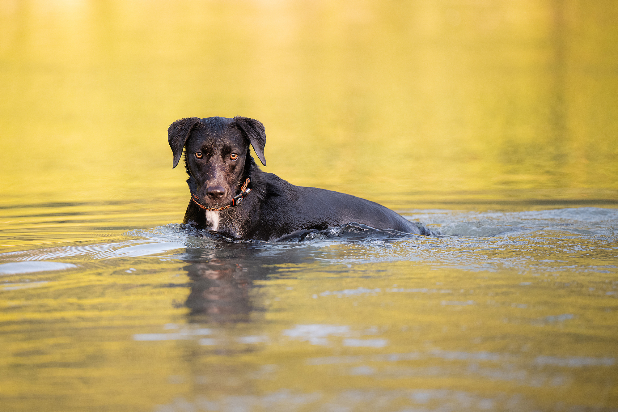 Hund im Wasser