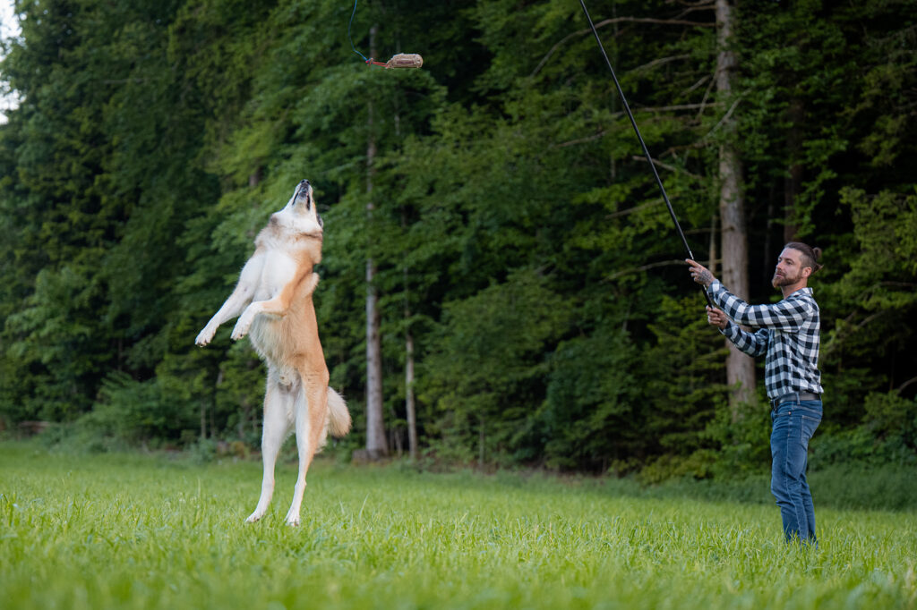 Husky-Collie-Mischling mit Hetzangel