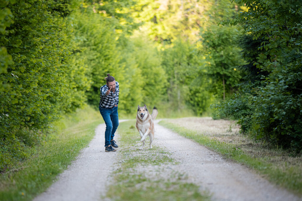 Husky-Collie-Mischling Action