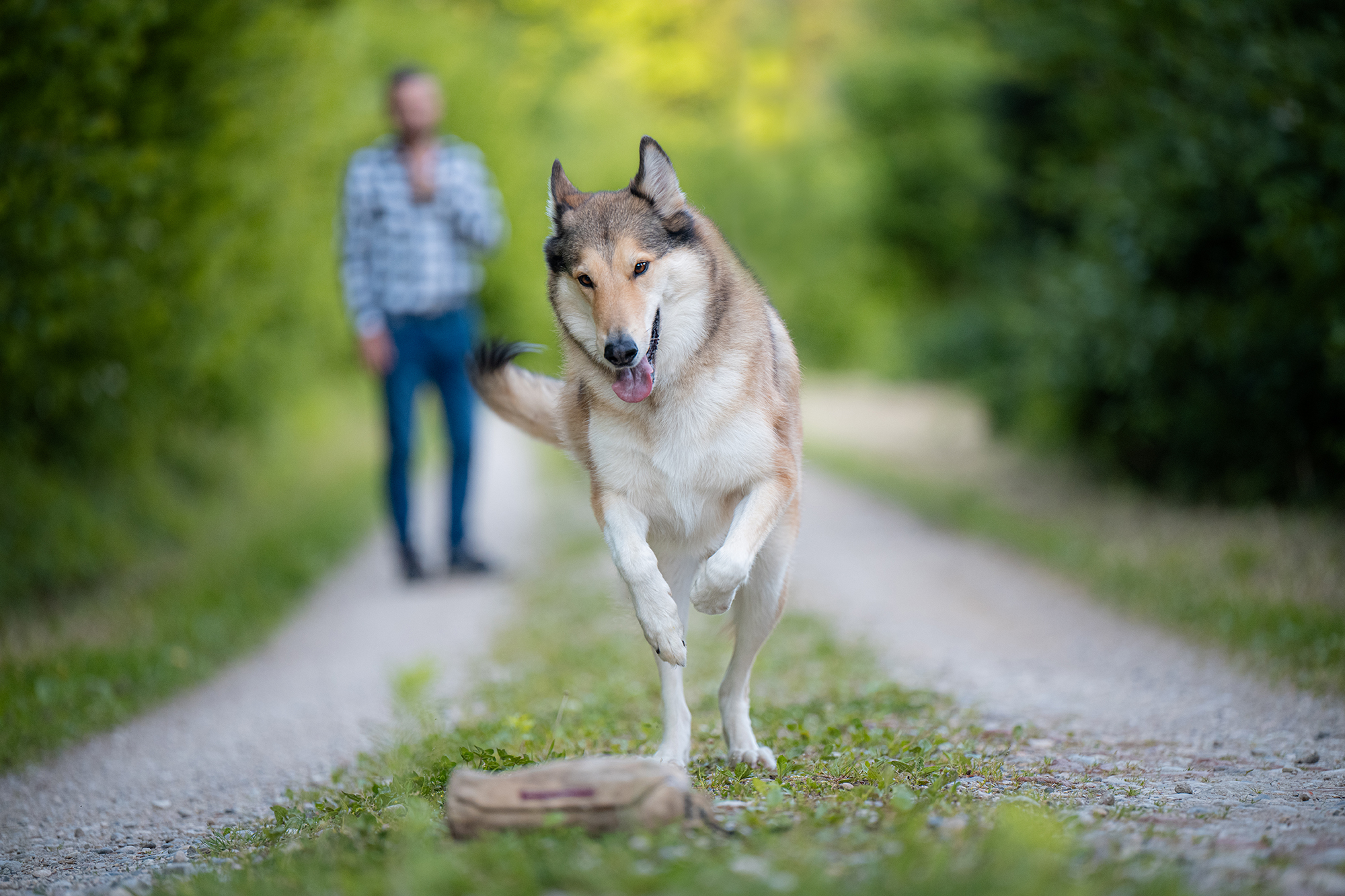 Husky-Collie-Mischling rennt auf Futterbeutel
