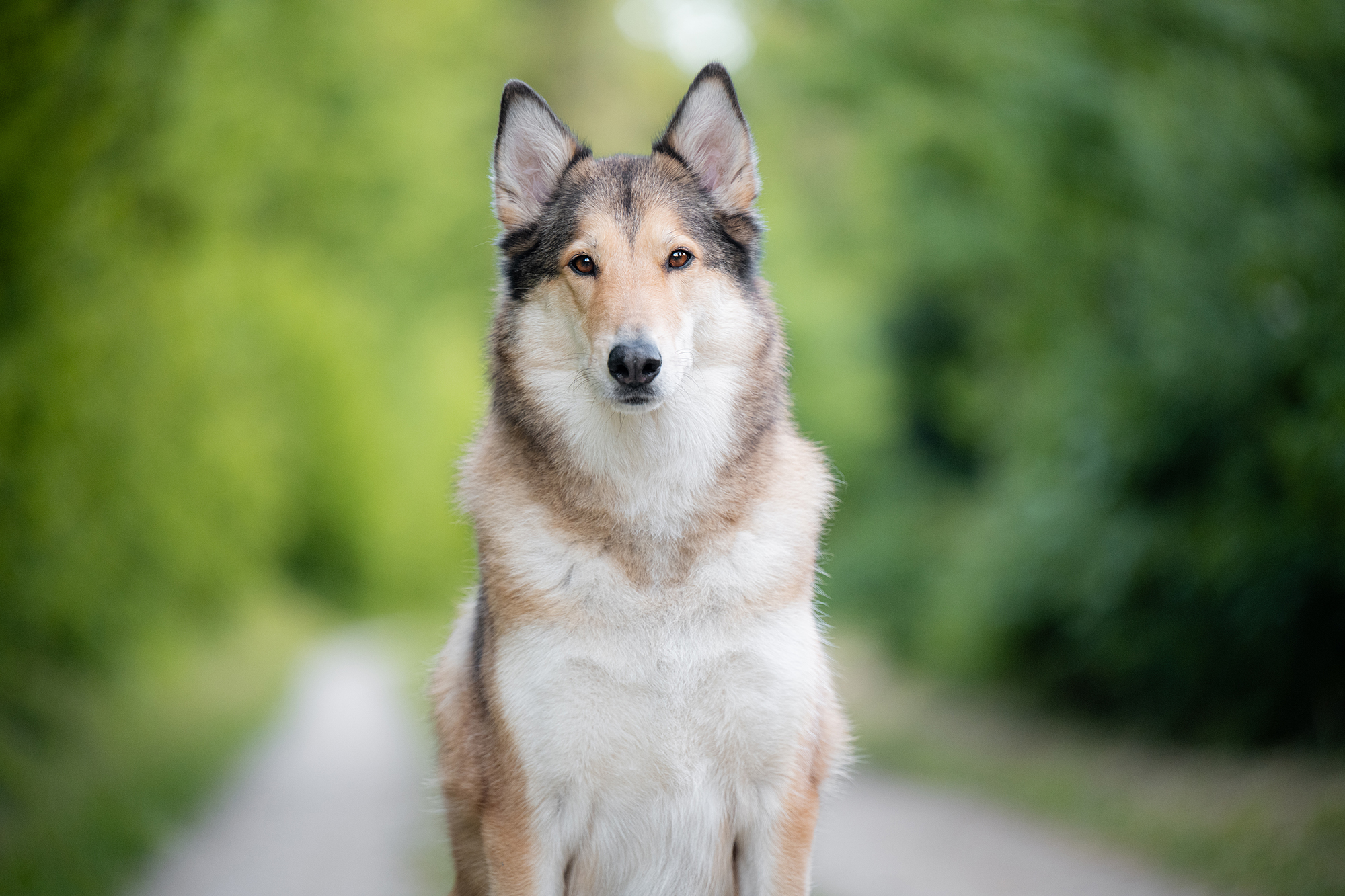 Husky-Collie-Mischling