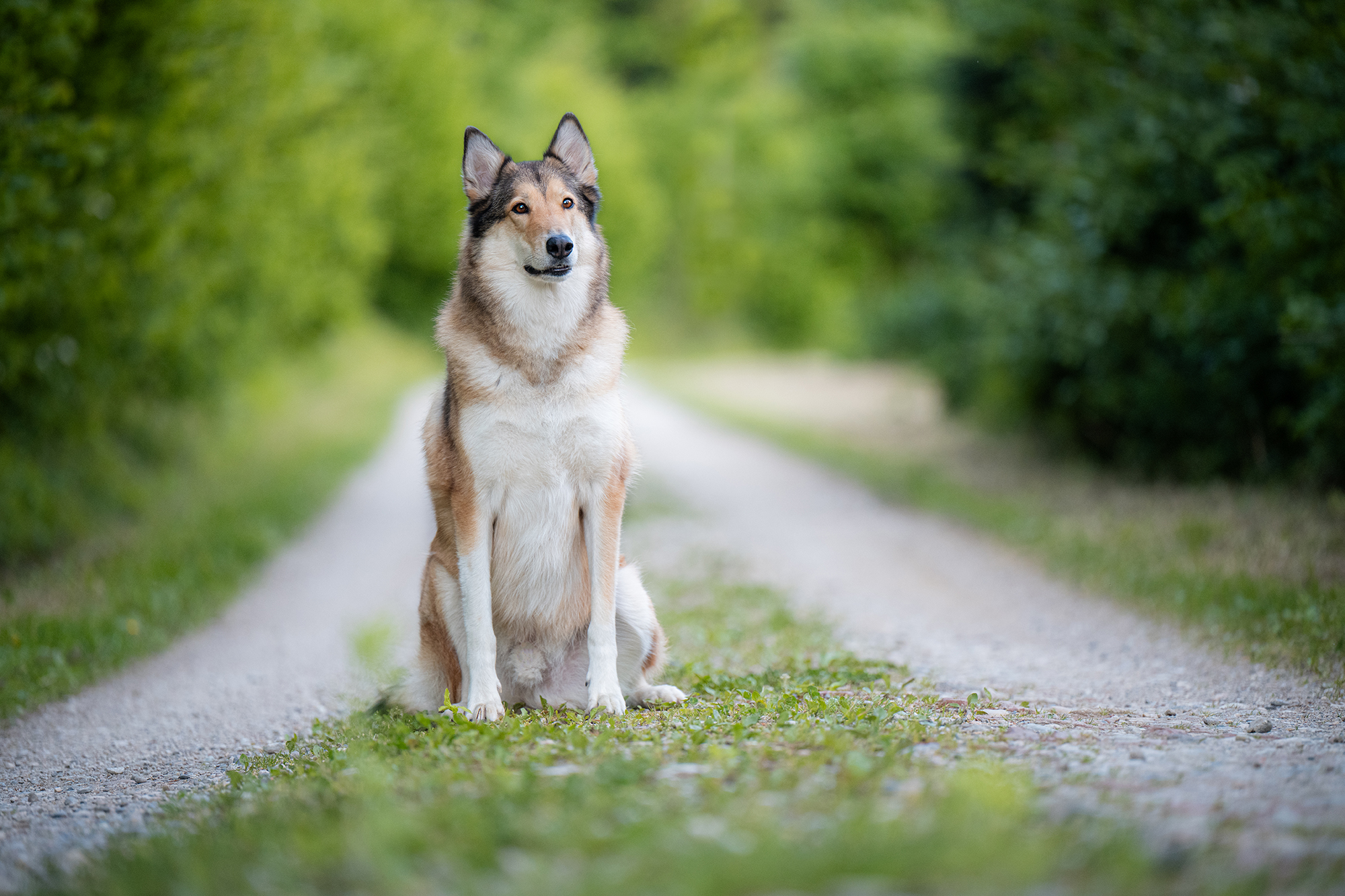 Husky-Collie-Mischling