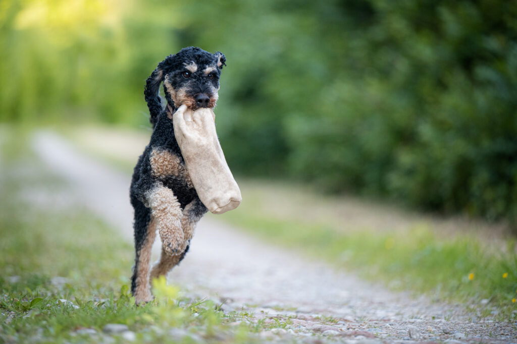 Pudel rennt mit Futterbeutel