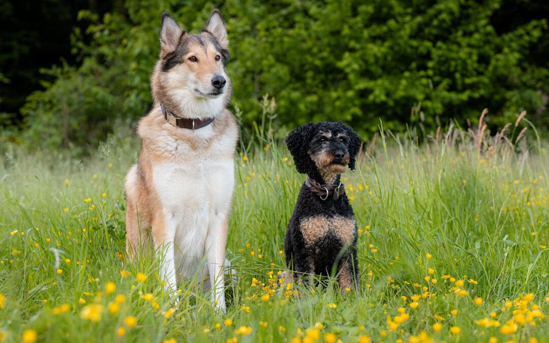Wald, Wiese und zwei Hundepersönlichkeiten – die Fotosession mit Mojo und Loan