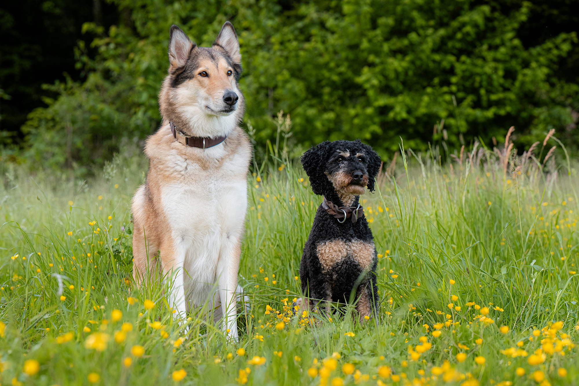 Zwei Hunde sitzen im Gras