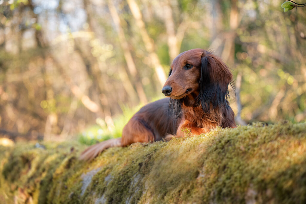 Dackel auf moosbewachsenem Baumstamm
