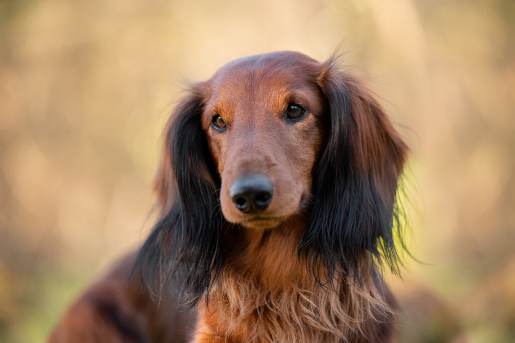 Dackelportrait