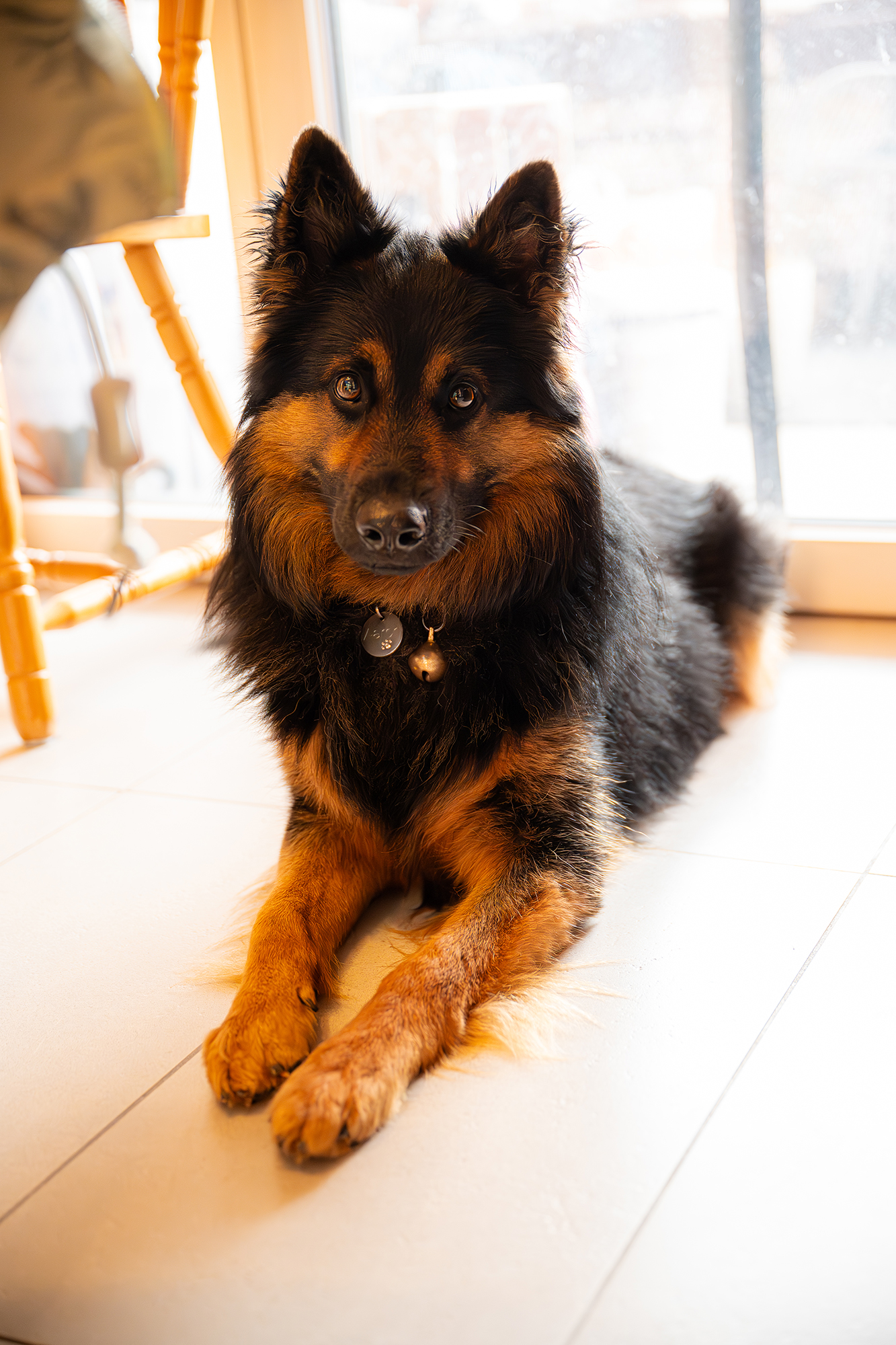 Assistenzhund