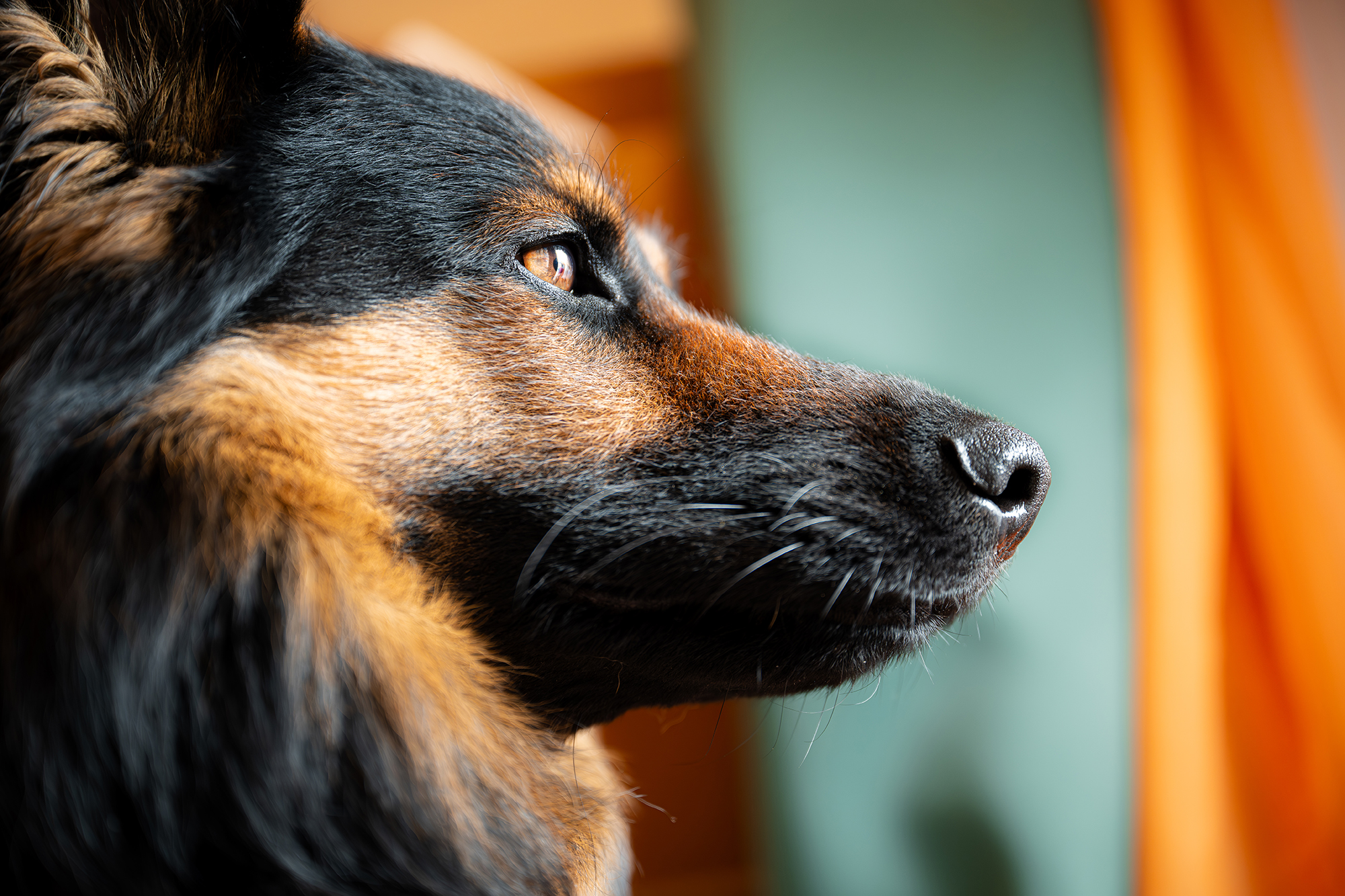 Assistenzhund