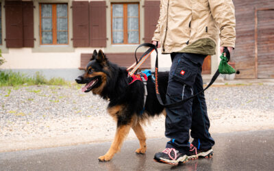 Assistenzhund Aaron: Ein Hund, der Halt gibt