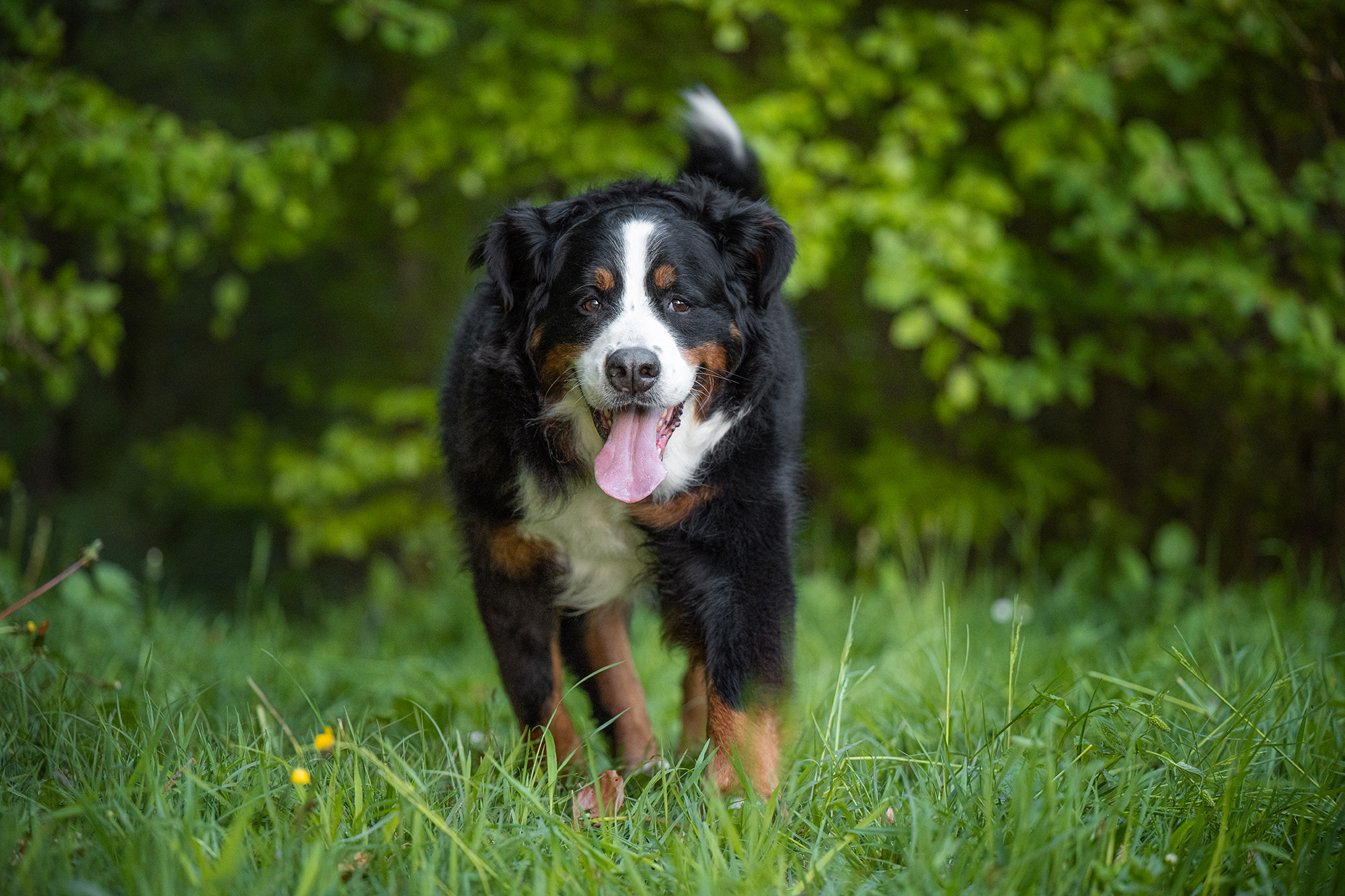 Berner Sennenhund