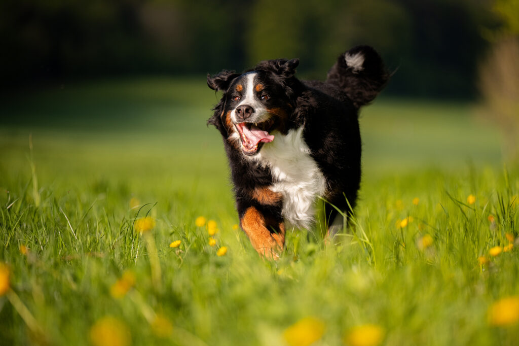 Berner Sennenhund