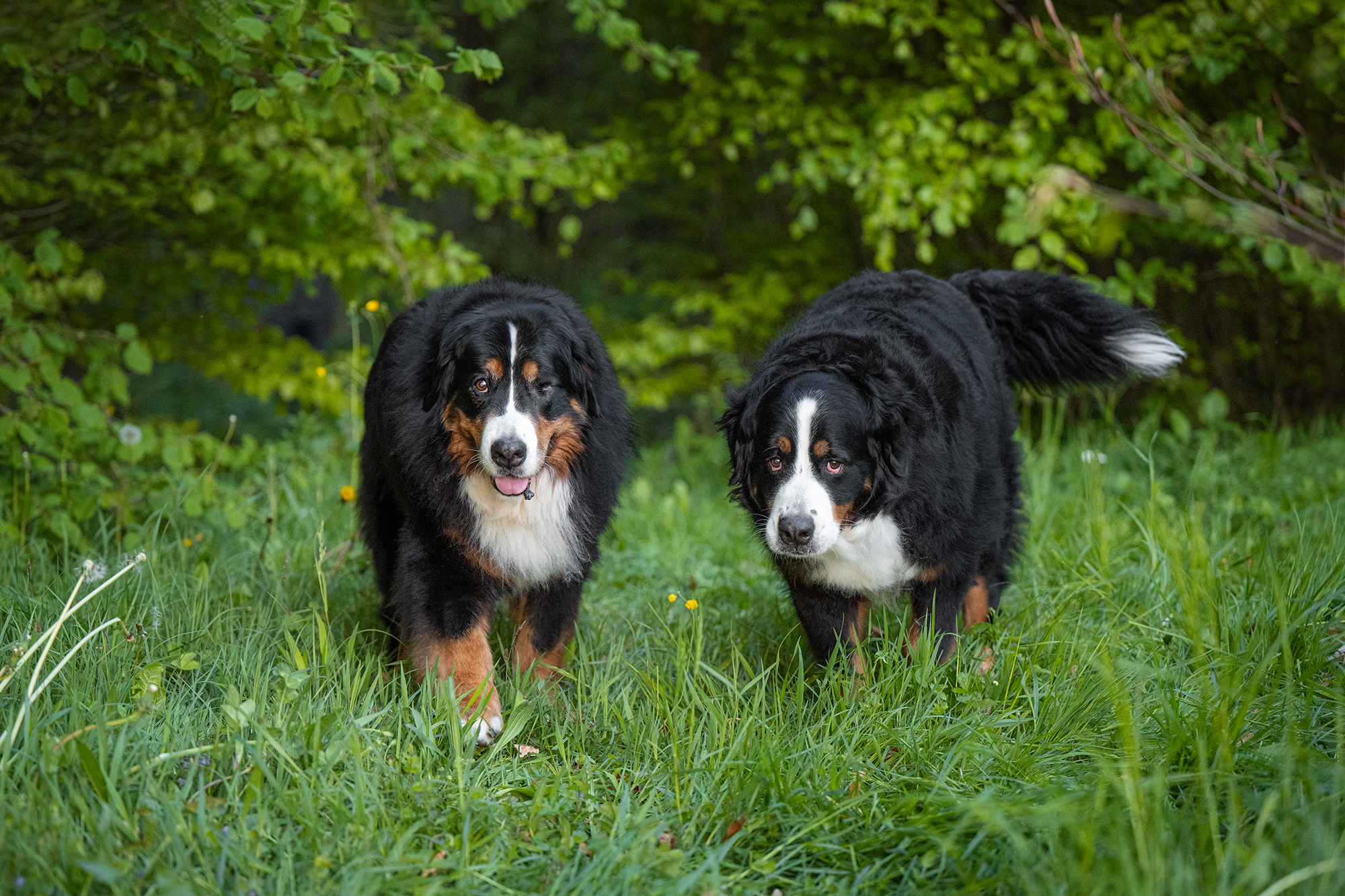 Zwei Berner Sennenhunde