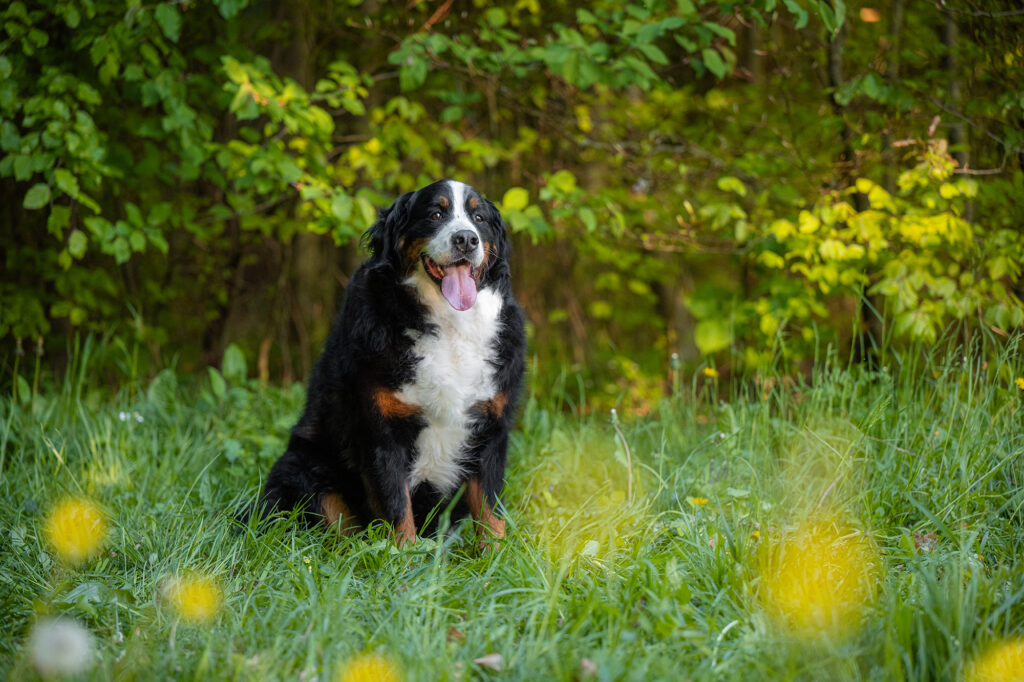 Berner Sennenhund