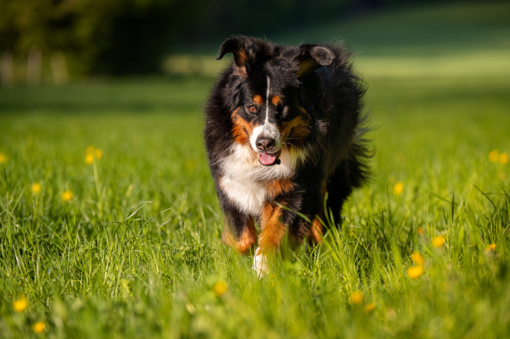 Berner Sennenhund rennt